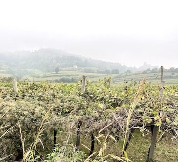 The vineyards in Soave are used to make Soave white wine