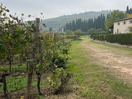 Vineyards in the Veneto region of Italy where they grow grapes to make Valpolicella