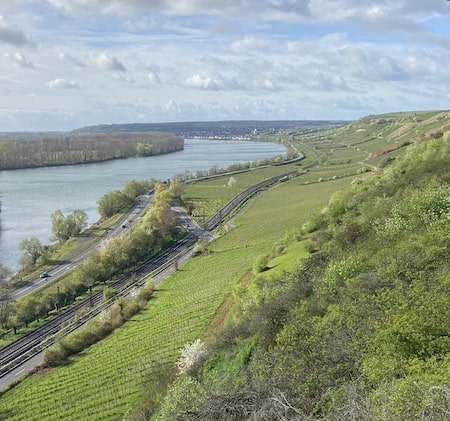 Germany has four wine growing regions along the Mosel and Rhine rivers